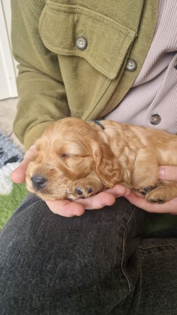 Simba, a golden Cocker Spaniel puppy, asleep in cupped hands